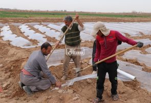 آغاز کاشت صیفی جات در رستاق