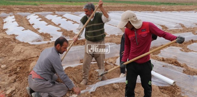 رئیس جهاد کشاورزی رستاق : کشاورزان خسارت دیده از تگرگ به شرکت بیمه اشکذر مراجعه کنند