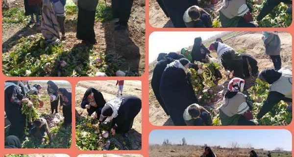 اردوی جهادی در شر ف آباد رستاق + تصاویر